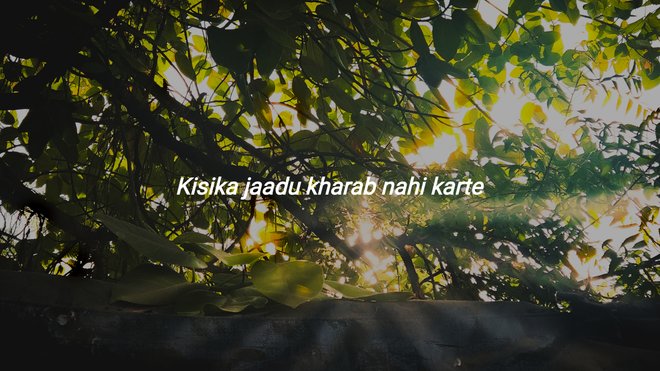 sunlight filters through lush green leaves, casting peace on the quiet forest below